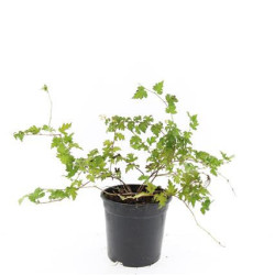 Stefanandra karpytalapė (Lot Stephanandra incisa) 'Crispa' C1,5/P15 | STEFANANDROS | KRŪMAI