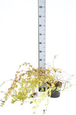 Stefanandra karpytalapė (Lot Stephanandra incisa) 'Crispa' C3/P19 30-35 CM | STEFANANDROS | KRŪMAI