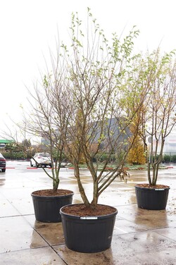 Japoninis stirakas (Lot Styrax japonicus) C290 300-350 CM DAUGEKAMIENIS - nuotrauka 2