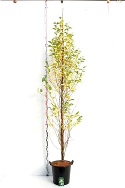 Japoninis stirakas (Lot Styrax jap.) 'June Snow' C35 KAMIENO APIMTIS  8-10 CM