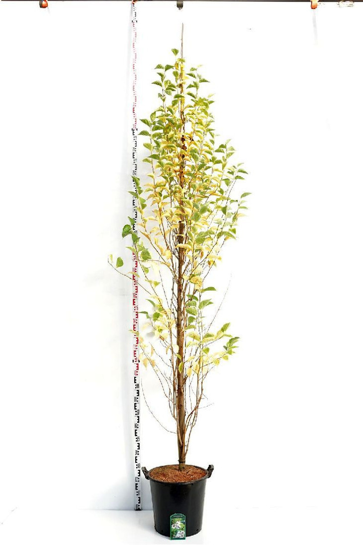 Japoninis stirakas (Lot Styrax jap.) 'June Snow' C35 KAMIENO APIMTIS  8-10 CM