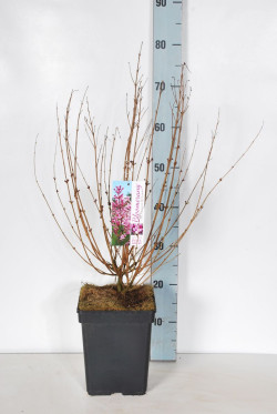Alyvos (Lot Syringa) 'Pink Perfume' C5/P23 30-50 CM 8-10+ Branches