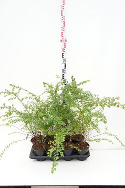 Meškytė chen. (Lot Symphoricarpos chen.
