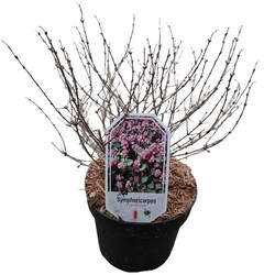 Meškytė (Lot Symphoricarpos d.) 'Magic Berry' C3/P19 30-40 CM