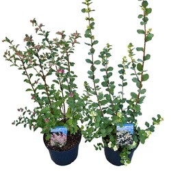 Meškytė MIX (Lot Symphoricarpos d.) 'Magical' C5/P23 25-30 CM