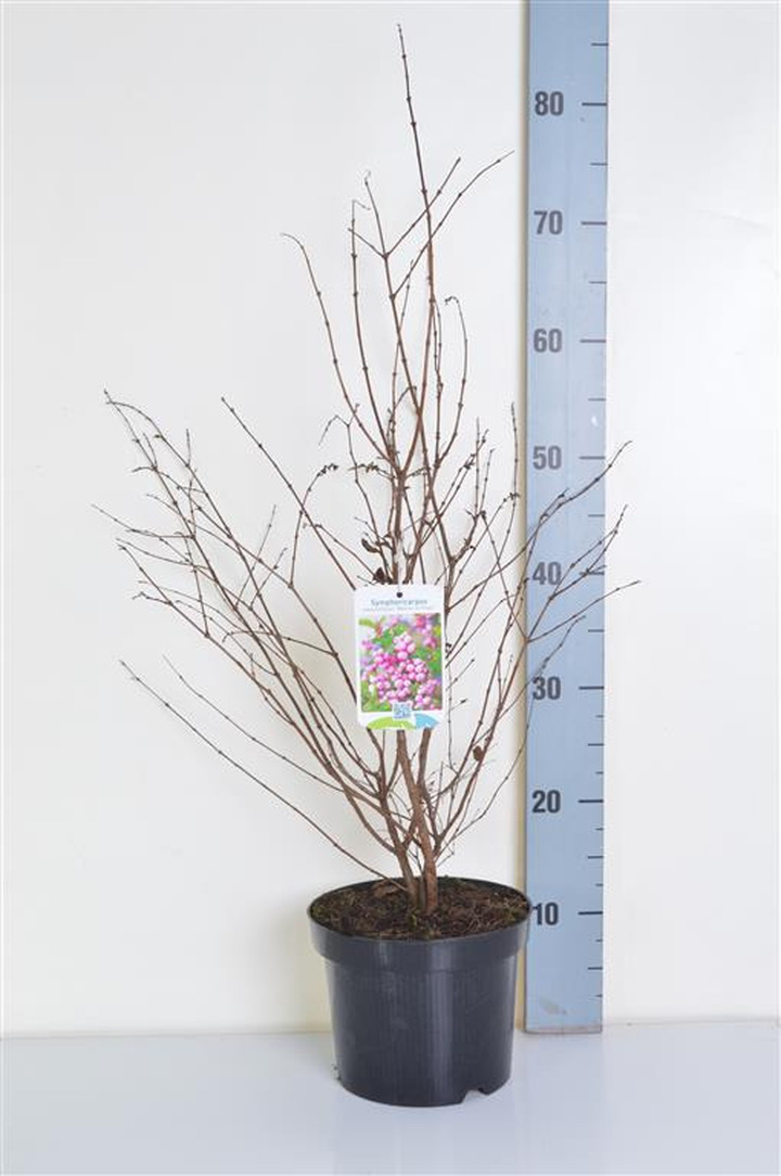 Meškytė (Lot Symphoricarpos d.) 'Mother of Pearl' C3/P19 40-50 CM | MEŠKYTĖS | KRŪMAI
