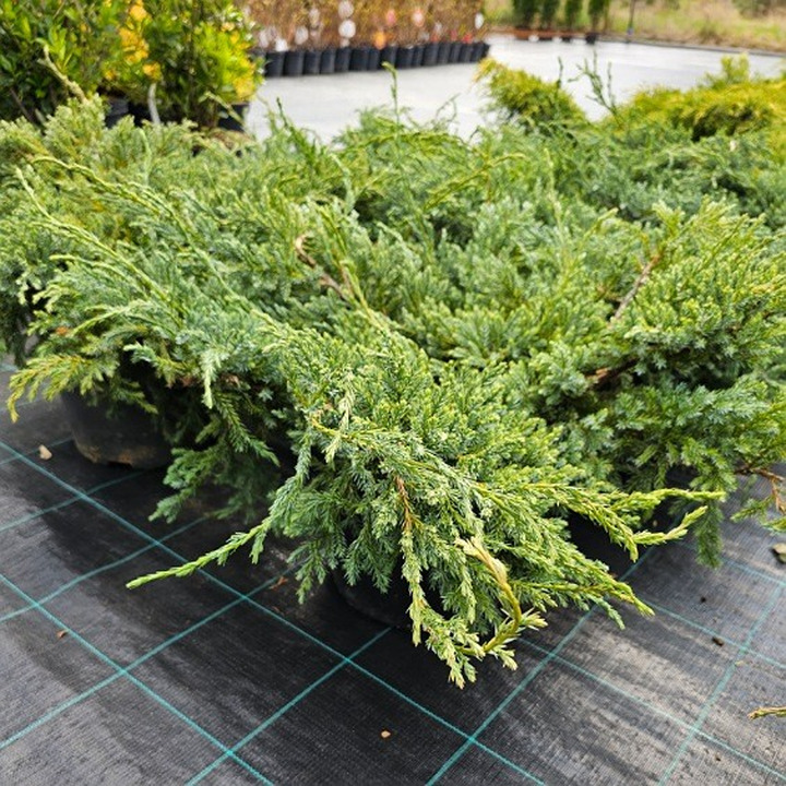 Kadagys Žvynuotasis ( Lot. Juniperus Squamata) BLUE CARPET C7.