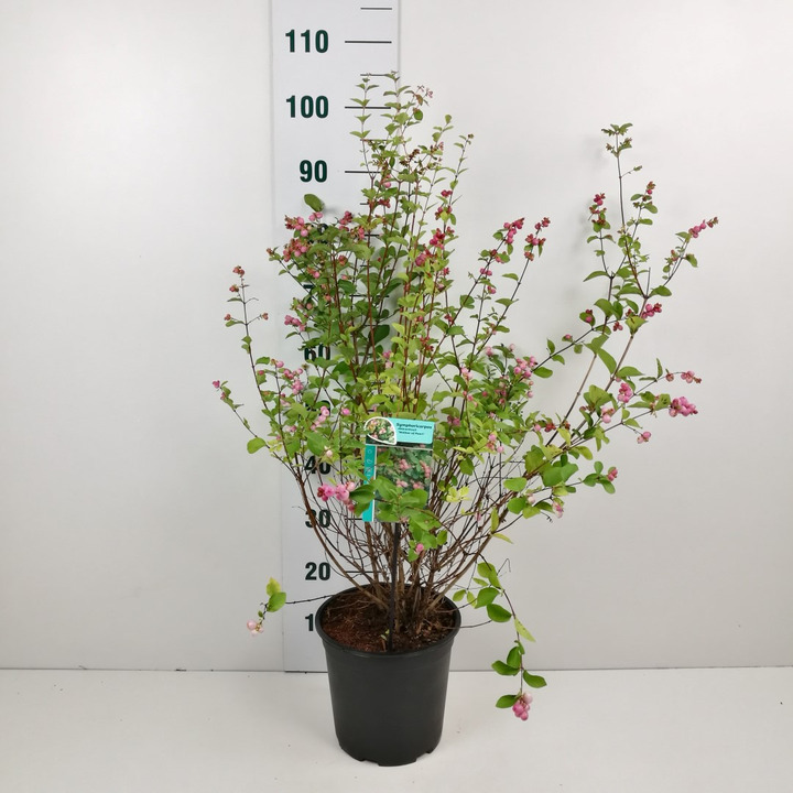 Meškytė (Lot Symphoricarpos d.) 'Mother of Pearl' C6,5/P24 60-80 CM