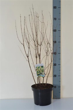 Meškytė (Lot Symphoricarpos d.) 'White Hedge' C3/P19 40-50 CM | MEŠKYTĖS | KRŪMAI