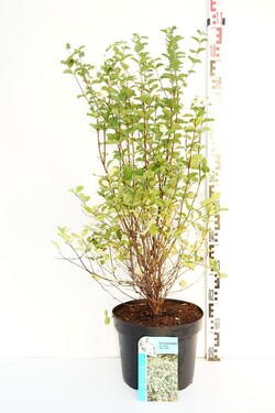 Meškytė (Lot Symphoricarpos d.) 'White Hedge' C10 50-60 CM