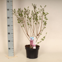 Alyvos (Lot Syringa) 'Flowerfest Pink' C3/P19 40-50 CM - nuotrauka 2