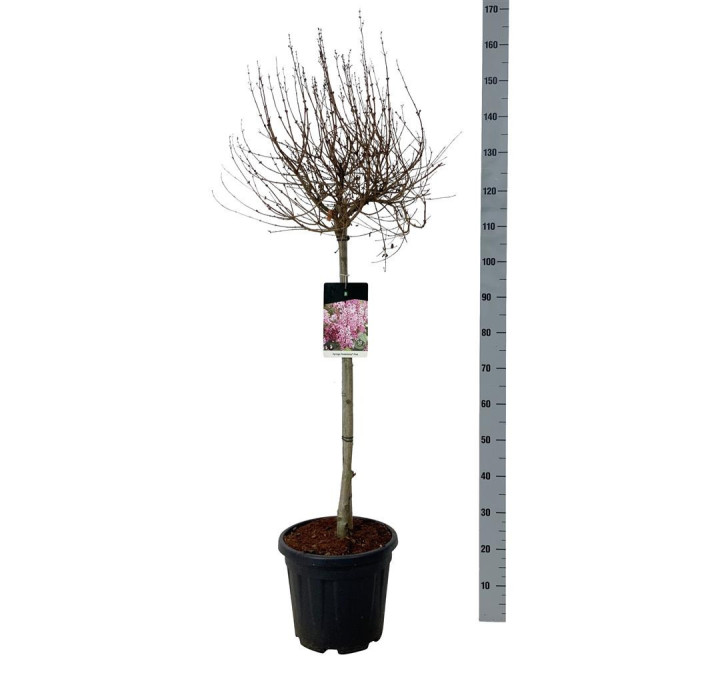 Alyvos (Lot Syringa) 'Flowerfest Pink' C15 KOTAS 80 CM | ALYVOS | KRŪMAI