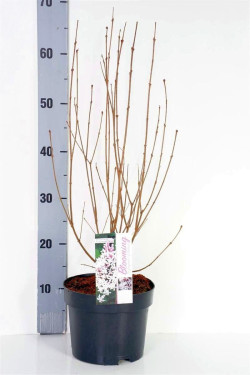 Alyvos (Lot Syringa) 'Flowerfest White' C3/P19 40-50 CM - nuotrauka 1
