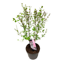 Alyvos (Lot Syringa) 'Flowerfest White' C3/P19 40-50 CM - nuotrauka 2