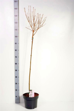 Alyvos (Lot Syringa) 'Flowerfest White' C5/P23 KOTAS 80 CM | ALYVOS | KRŪMAI