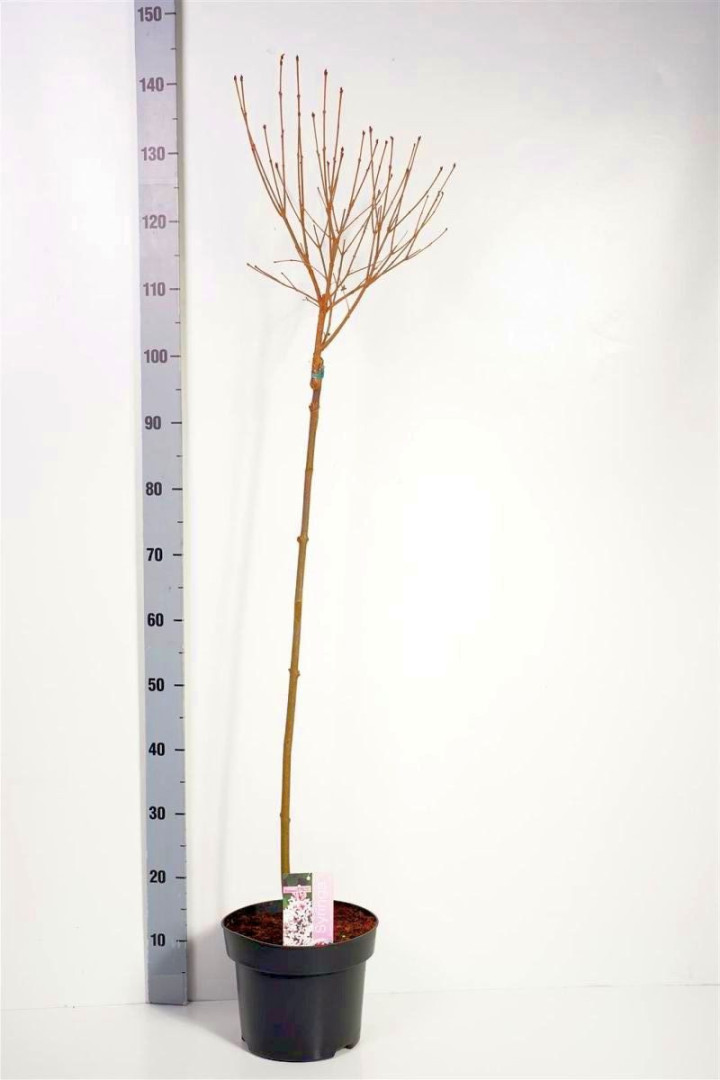 Alyvos (Lot Syringa) 'Flowerfest White' C5/P23 KOTAS 80 CM | ALYVOS | KRŪMAI