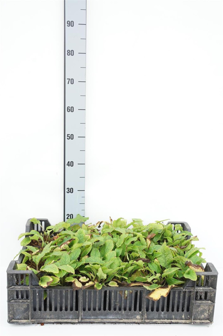 Didžiažiedė taukė (Lot Symphytum grandiflorum)  P9 JAUNI AUGALAI