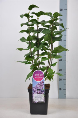 Alyva hiacintinė (Lot Syringa hyac.) 'Lavender Lady' C5/P23 50-70 CM - nuotrauka 1