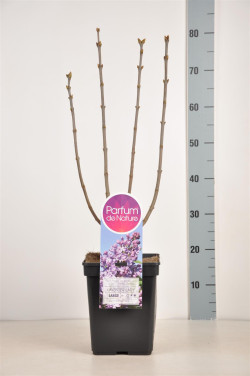 Alyva hiacintinė (Lot Syringa hyac.) 'Lavender Lady' C5/P23 50-70 CM - nuotrauka 2