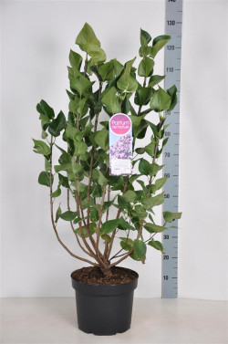 Alyva hiacintinė (Lot Syringa hyac.) 'Lavender Lady' C10 70-90 CM - nuotrauka 1