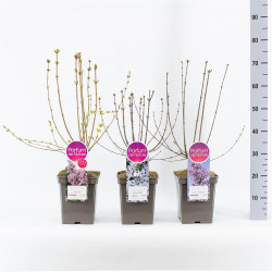 Alyva MIX (Lot Syringa in)  C5/P23 30-50 CM icolor, Lilac Sunday, Saugeana, Superba & Miss Kim