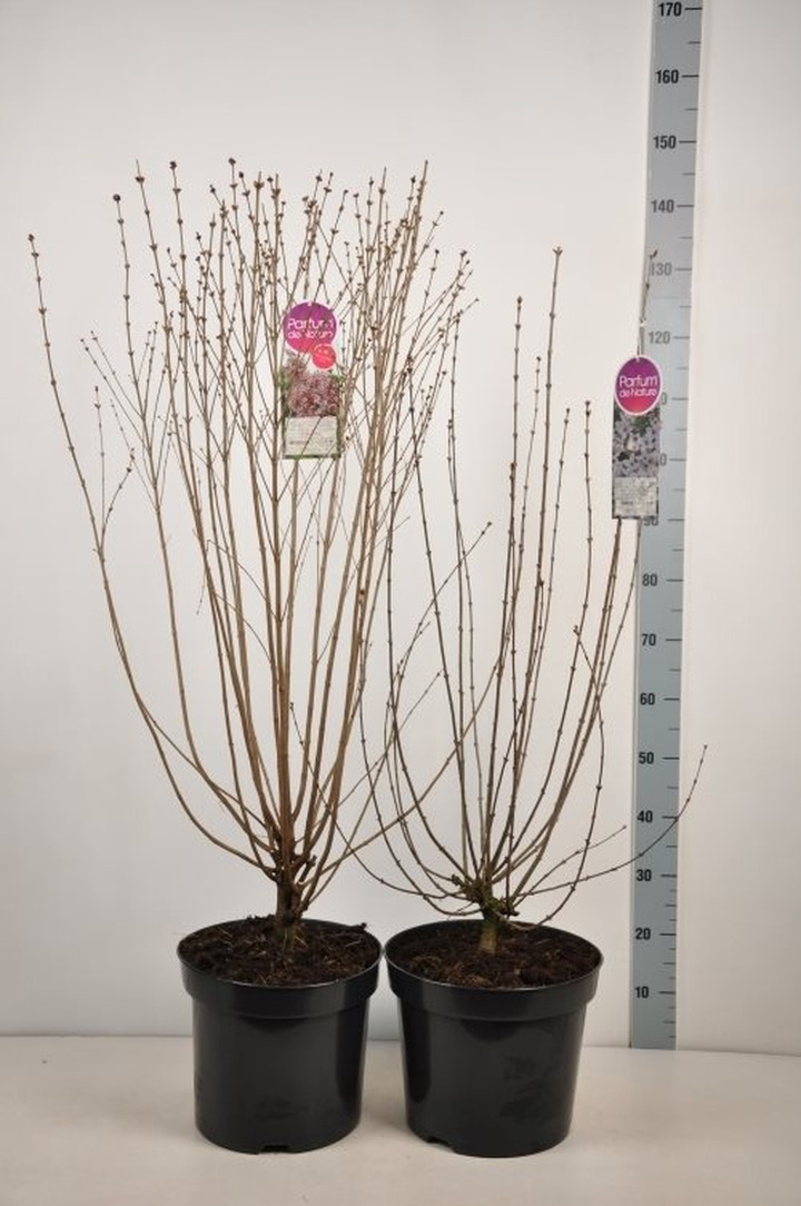 Alyva MIX (Lot Syringa in)  C15 90-120 CM Bicolor, Lilac Sunday, Saugeana, Superba & Miss Kim
