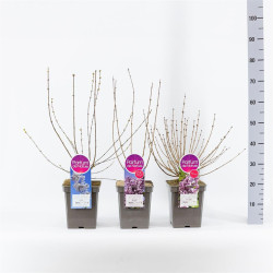 Alyva Mini MIX (Lot Syringa Mini)  C5/P23 30-50 CM 3x21 'Josee', pers. 'Alba' & mey. 'Palibin'