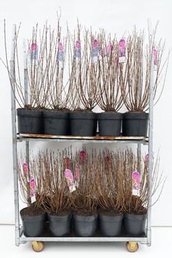 Alyva Mini MIX (Lot Syringa Mini)  C10 70-90 CM Josee', 'Miss Kim', pers. 'Alba' & mey. 'Palibin'