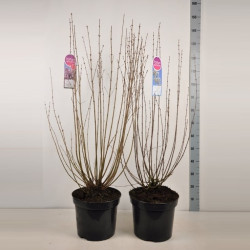 Alyva Mini MIX (Lot Syringa Mini)  C15 80-120 CM  3x21 'Josee', pers. 'Alba' & mey. 'Palibin'
