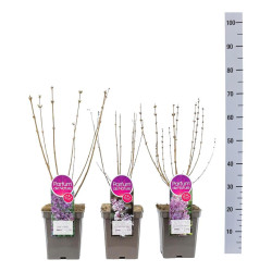 Alyva Mini MIX (Lot Syringa Mini)  C5/P23 30-50 CM Mix of Dark Purple - Pink Perfume - Tinkerbelle & Sugur Plum Fairy