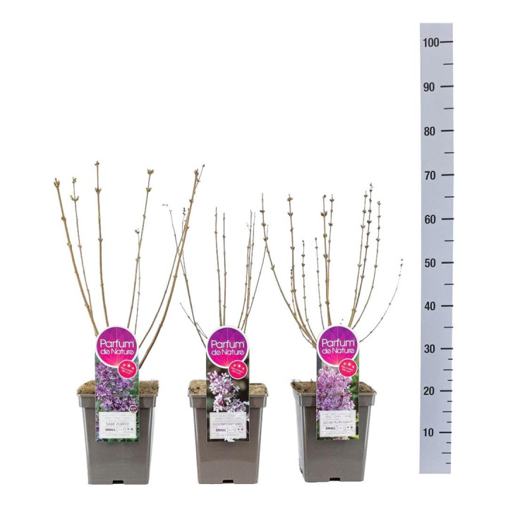 Alyva Mini MIX (Lot Syringa Mini)  C5/P23 30-50 CM Mix of Dark Purple - Pink Perfume - Tinkerbelle & Sugur Plum Fairy