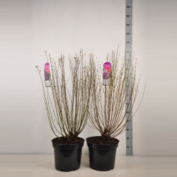Alyva Mini MIX (Lot Syringa Mini)  C15 40-60 CM Mix of Dark Purple - Pink Perfume - Tinkerbelle & Sugur Plum Fairy