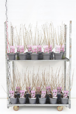 Alyva MIX (Lot Syringa in)  C3/P19 40-50 CM 32x mey. 'Palibin' & 31x mey. 'Josee'