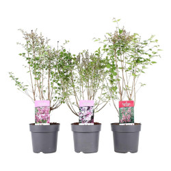 Alyva MIX (Lot Syringa in)  C4/P21 50-60 CM 3x18 'Superba', 'Palibin' & 'Josee'