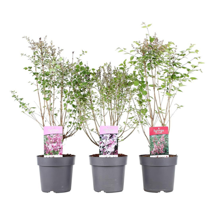Alyva MIX (Lot Syringa in)  C4/P21 50-60 CM 3x18 'Superba', 'Palibin' & 'Josee'