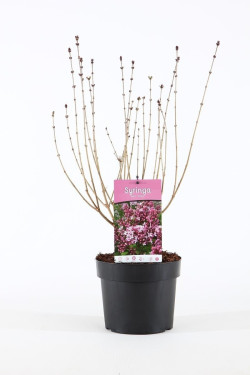 Alyvos (Lot Syringa) 'Josee' C3/P19 40-50 CM