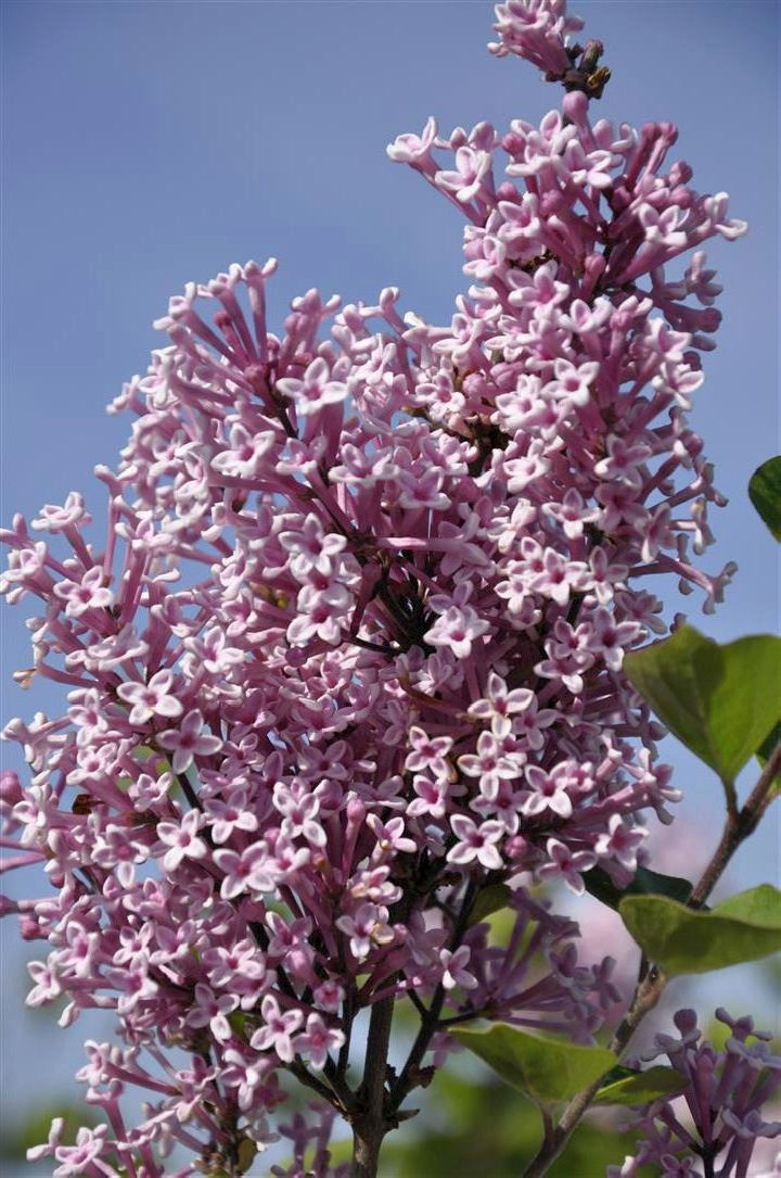 Alyvos (Lot Syringa) 'Josee' C5/P23 40-60 CM 6+ Branches