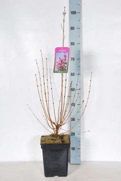 Alyvos (Lot Syringa) 'Josee' C5/P23 40-60 CM 6+ Branches - nuotrauka 2