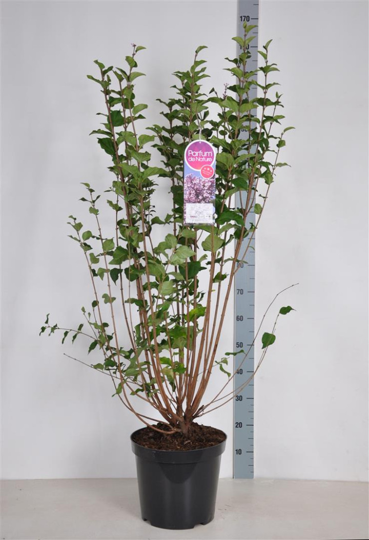 Alyvos (Lot Syringa) 'Josee' C15 90-120 CM 8+ Branches