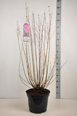 Alyvos (Lot Syringa) 'Josee' C15 90-120 CM 8+ Branches - nuotrauka 2