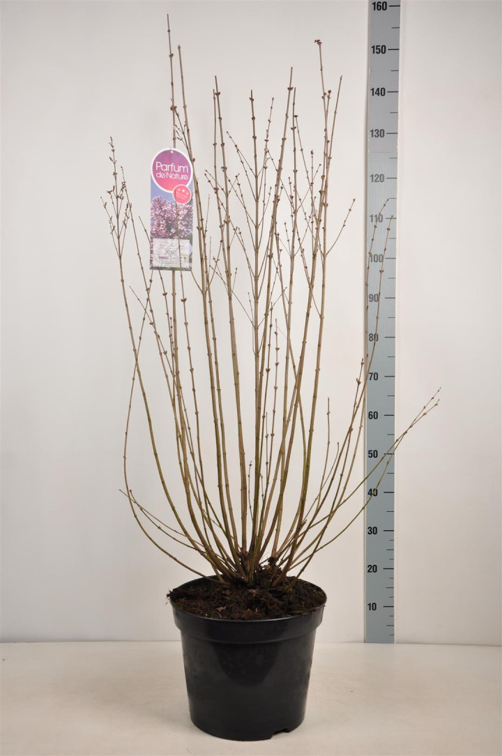 Alyvos (Lot Syringa) 'Josee' C15 90-120 CM 8+ Branches