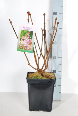 Alyvos (V) (Lot Syringa (V)) 'Lark's Song' C5/P23 30-50 CM 4-6 Branches - nuotrauka 2