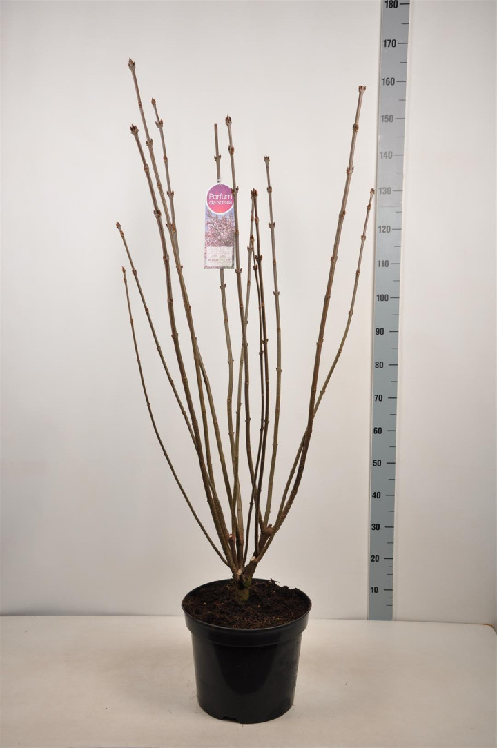 Alyvos (V) (Lot Syringa (V)) 'Lark's Song' C15 90-120 CM 6+ Branches