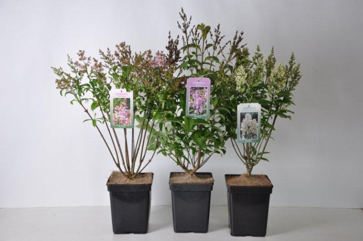 Alyvos (V) (Lot Syringa (V)) 'Miss Canada' C5/P23 30-50 CM 4-6 Branches