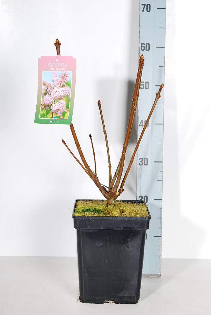 Alyvos (V) (Lot Syringa (V)) 'Miss Canada' C5/P23 30-50 CM 4-6 Branches