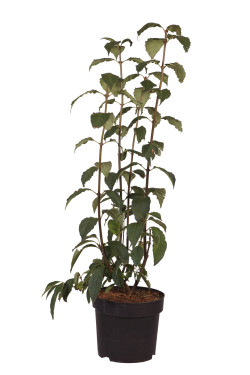 Alyvos (V) (Lot Syringa (V)) 'Miss Canada' C10 60-80 CM