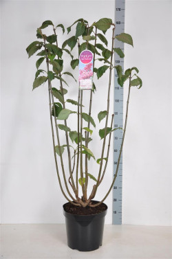 Alyvos (V) (Lot Syringa (V)) 'Miss Canada' C15 90-120 CM 6+ Branches - nuotrauka 1