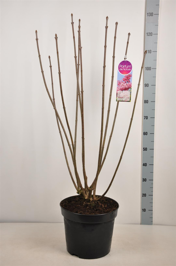 Alyvos (V) (Lot Syringa (V)) 'Miss Canada' C15 90-120 CM 6+ Branches