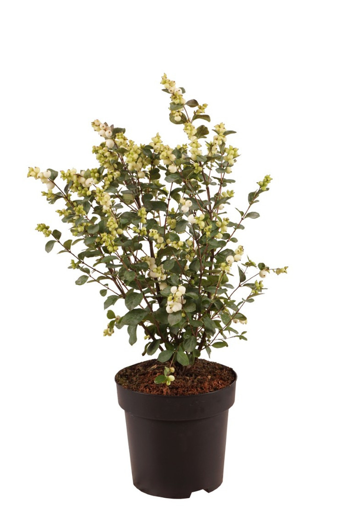 Meškytė (Lot Symphoricarpos) 'Magical Galaxy' C3/P19 30-40 CM