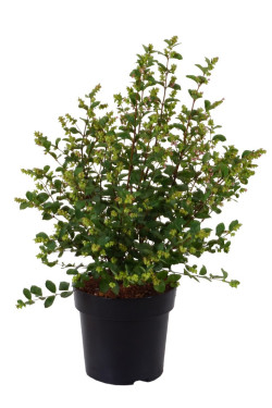 Meškytė (Lot Symphoricarpos) 'Magical Galaxy' C4/P21 40-60 CM | MEŠKYTĖS | KRŪMAI
